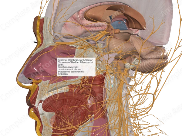 Synovial Membrane of Articular Capsules of Median Atlantoaxial Joint