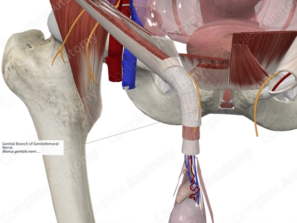 Genital Branch of Genitofemoral Nerve 
