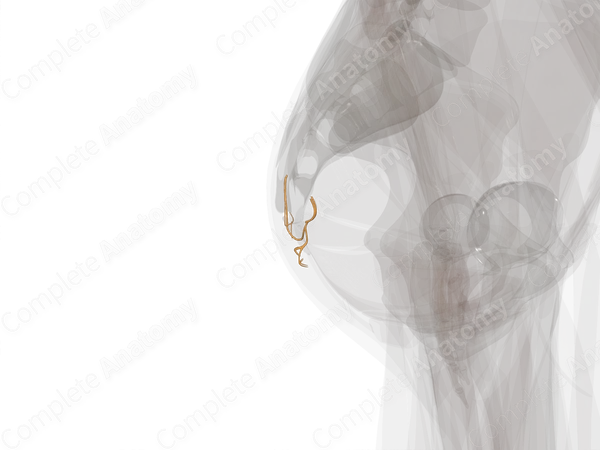 Coccygeal Nerves
