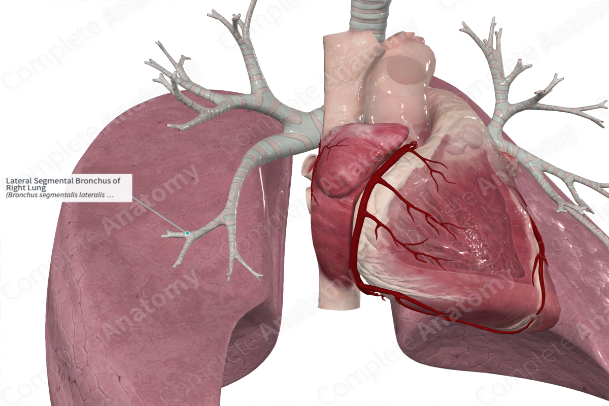 Lateral Segmental Bronchus of Right Lung