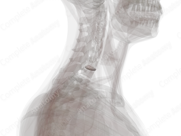 Intervertebral Disc (C6-C7)