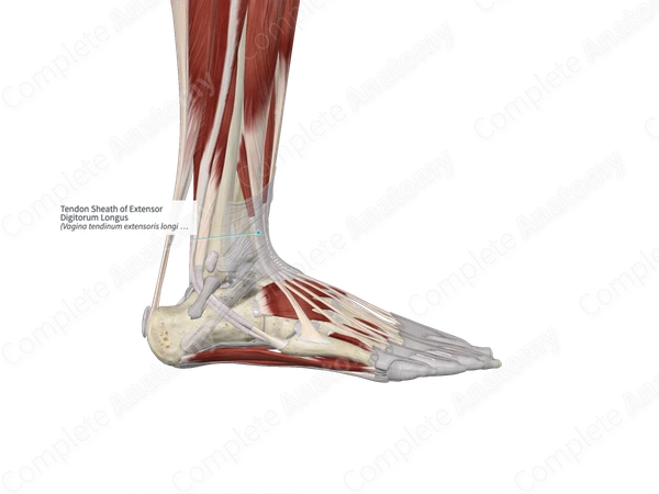 Tendon Sheath of Extensor Digitorum Longus