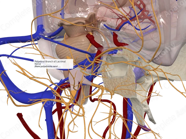Palpebral Branch of Lacrimal Nerve 