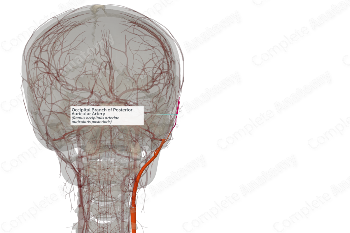 Occipital Branch of Posterior Auricular Artery (Right)
