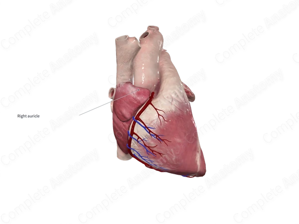 Right Auricle of Heart | Complete Anatomy