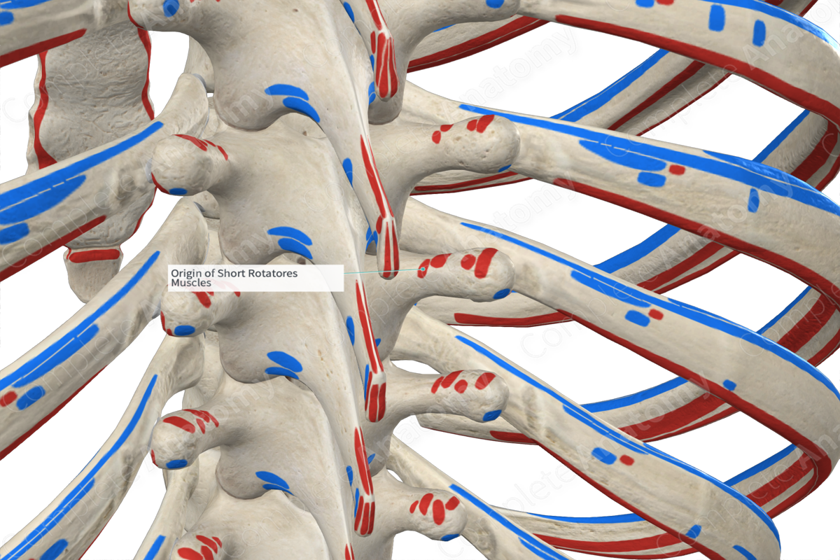 Origin of Short Rotatores Muscles