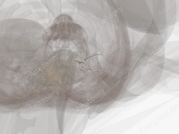 Bronchi of Inferior Lobe of Left Lung