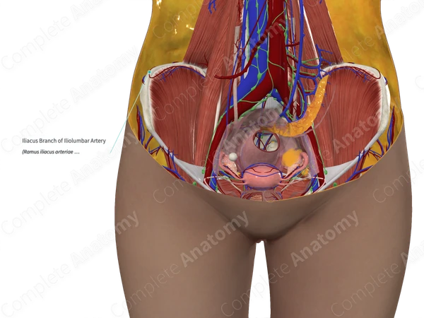Iliacus Branch of Iliolumbar Artery
