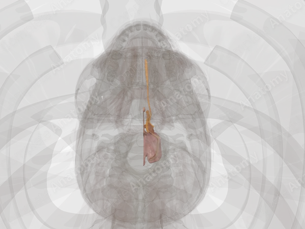 Diencephalon (Left)