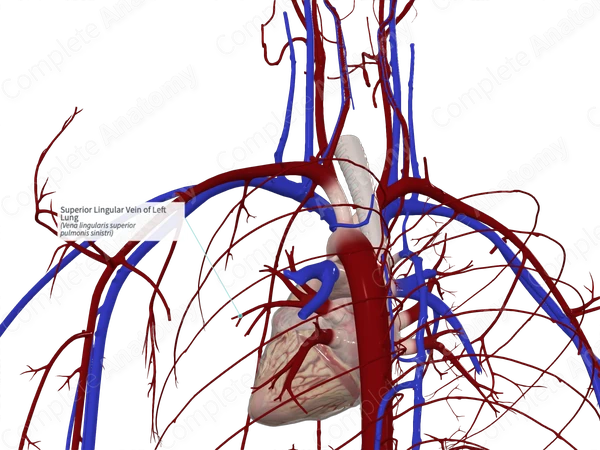 Superior Lingular Vein of Left Lung