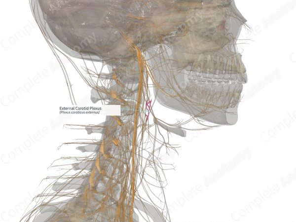 External Carotid Plexus (Right)