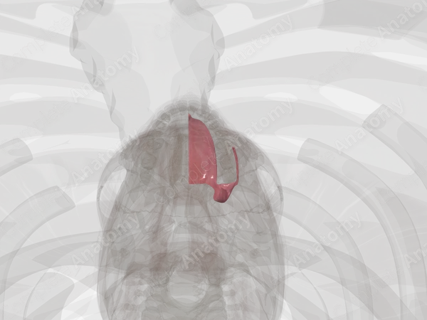 Mucosa of Mouth (Left)