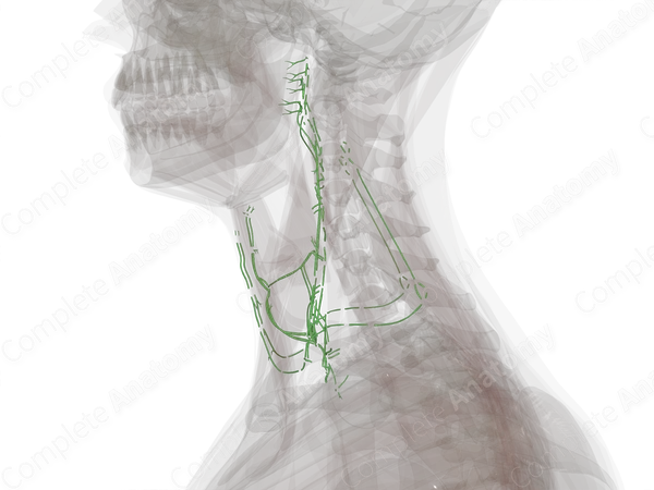 Lymph Vessels of Neck