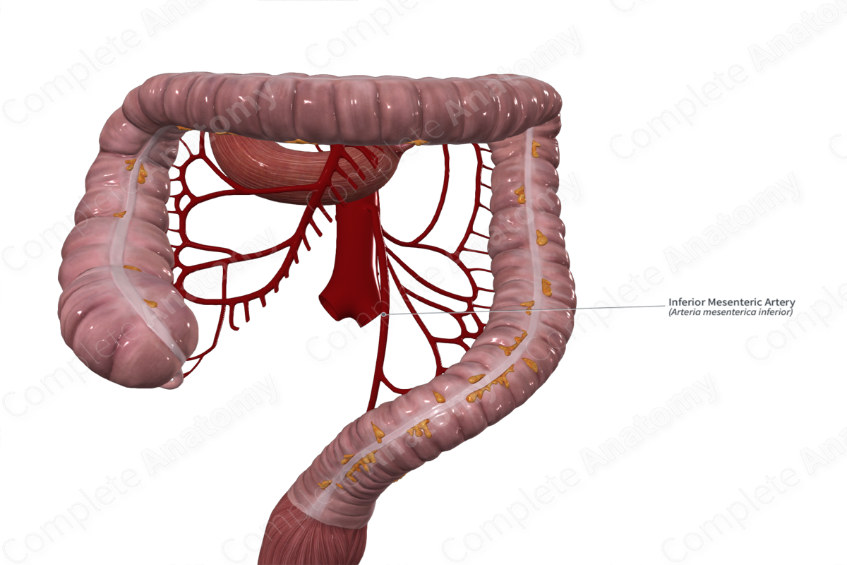 Inferior Mesenteric Artery