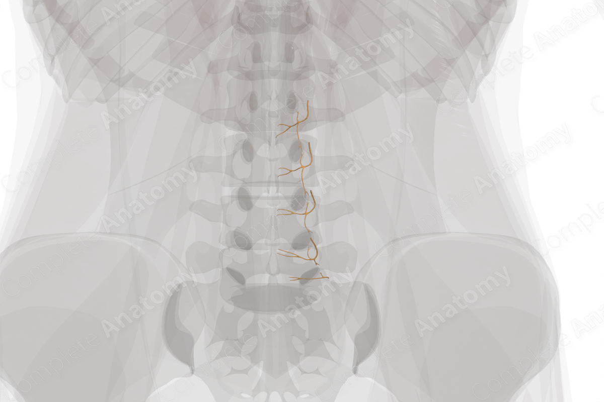 Medial Branches of Posterior Rami of Lumbar Nerves (Left)