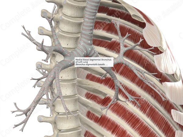 Medial Basal Segmental Bronchus of Left Lung