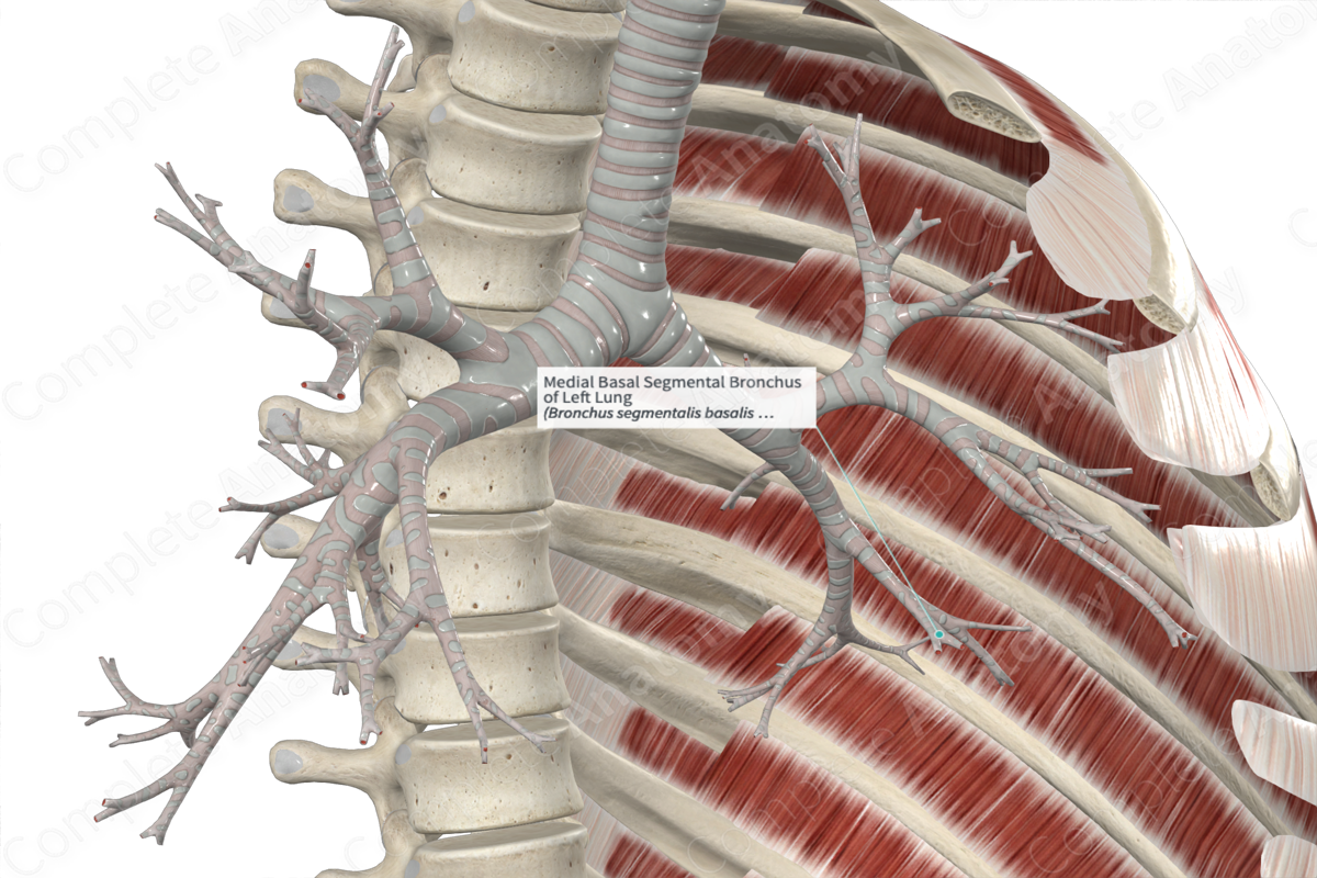 Medial Basal Segmental Bronchus of Left Lung