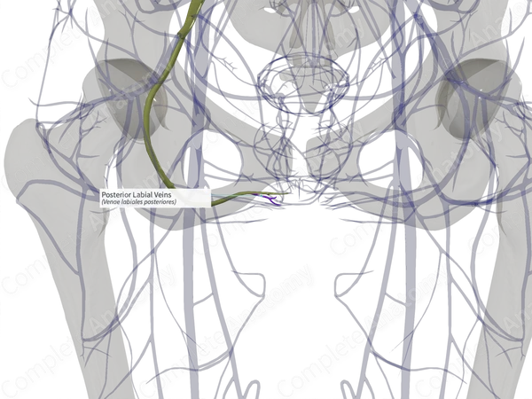 Posterior Labial Veins (Left)