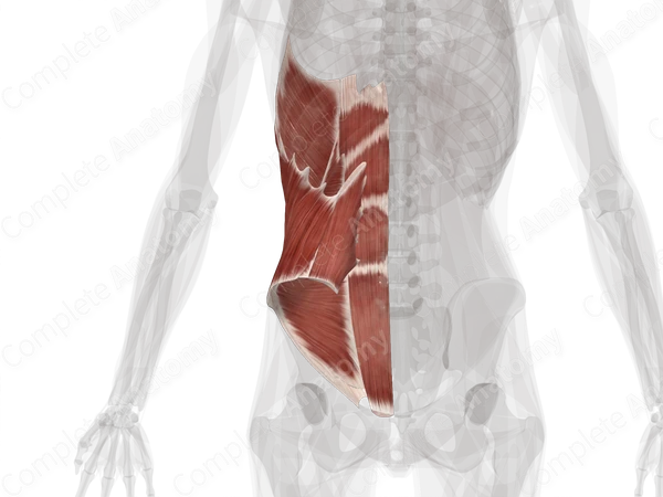 Muscles of Abdomen (Left)