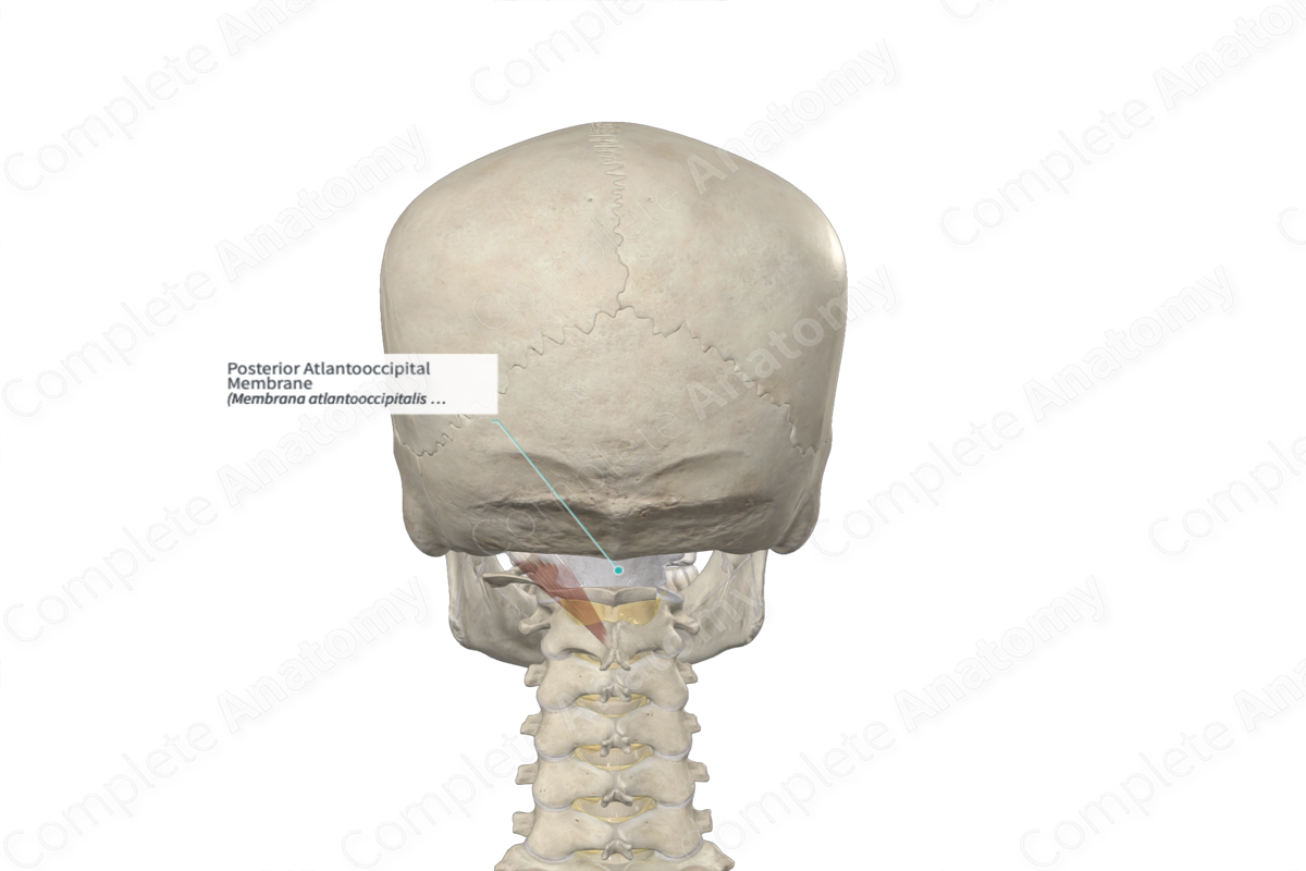 Posterior Atlantooccipital Membrane