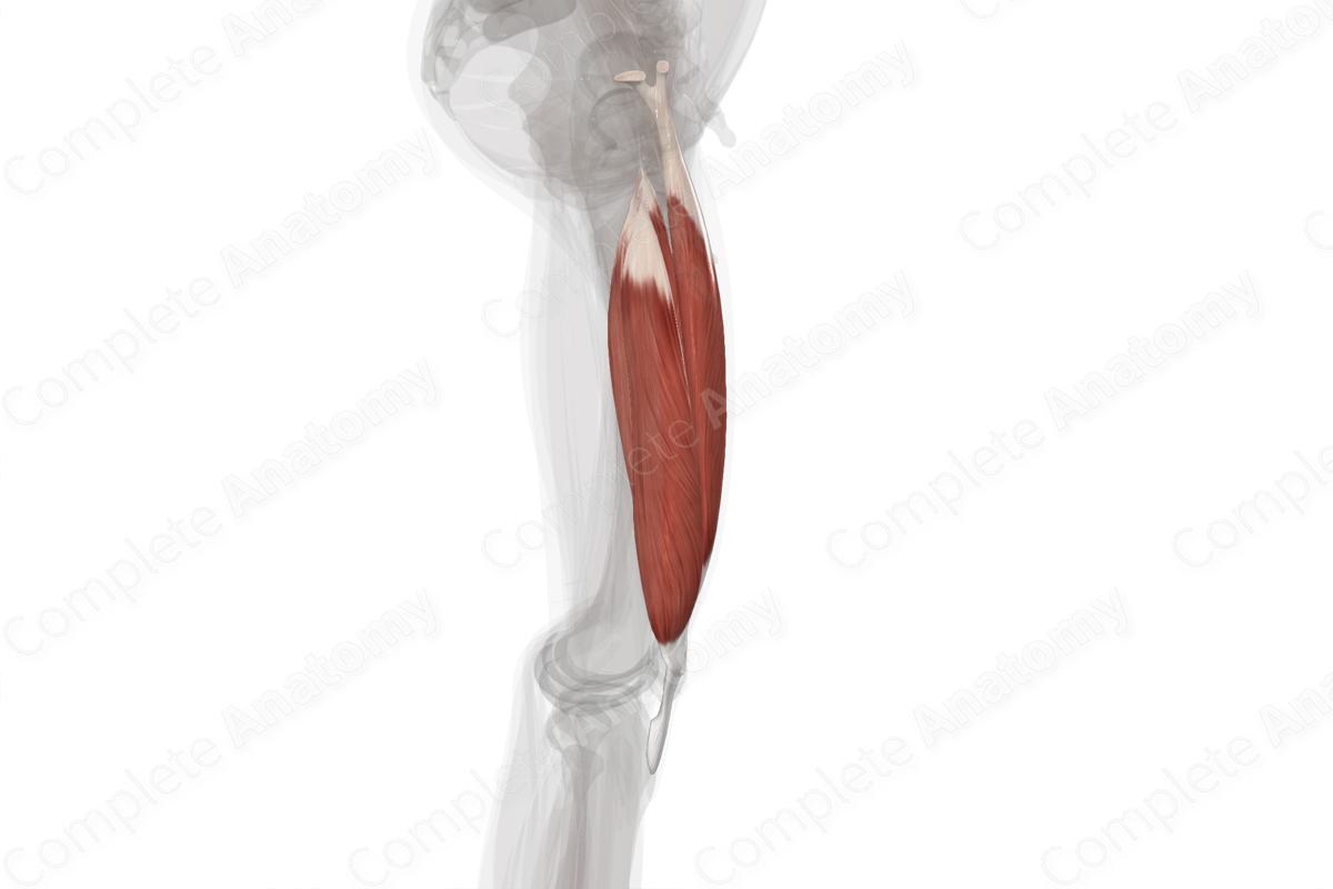 Quadriceps Femoris Muscle (Left)