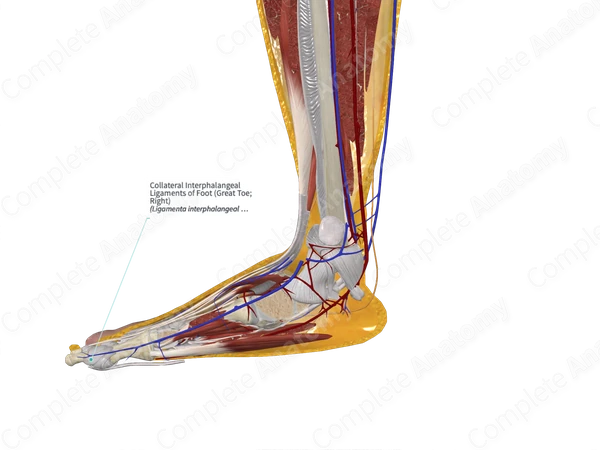 Collateral Interphalangeal Ligaments of Foot (Great Toe; Left)