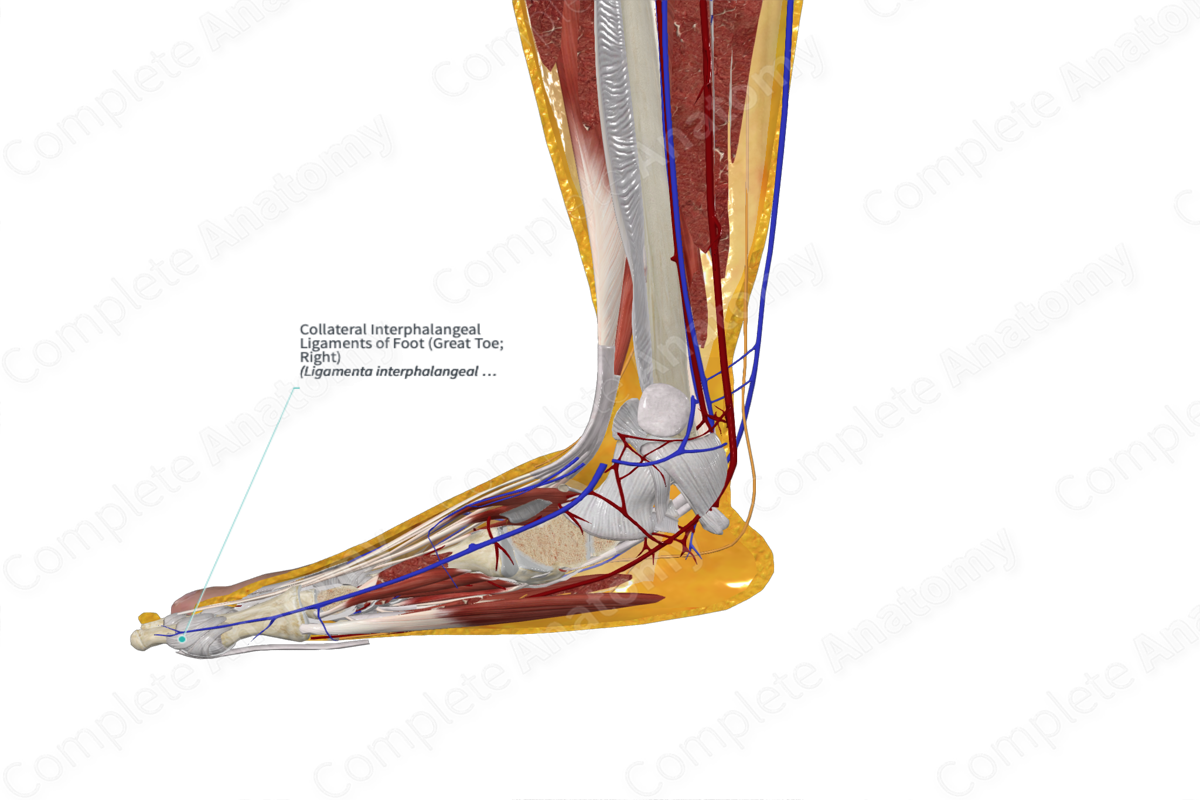 Collateral Interphalangeal Ligaments of Foot (Great Toe; Left)