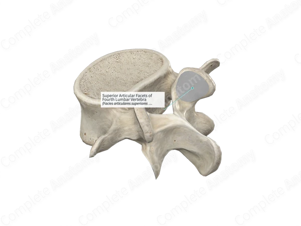 Superior Articular Facets of Fourth Lumbar Vertebra