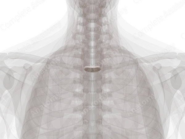 Intervertebral Disc (T2-T3)