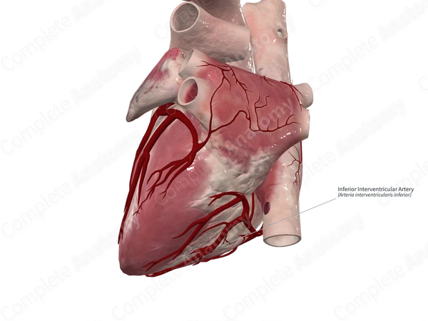 Inferior Interventricular Artery