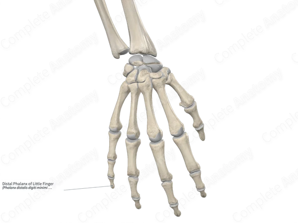 Distal Phalanx of Little Finger