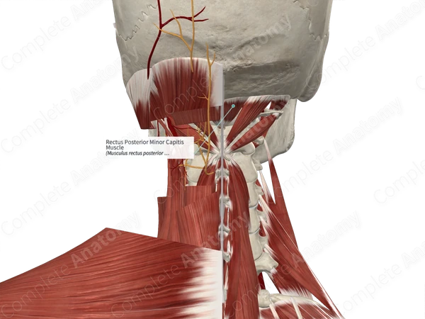 Rectus Posterior Minor Capitis Muscle