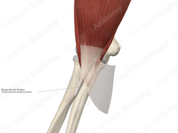 Biceps Brachii Tendon 