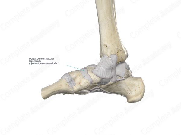 Dorsal Cuneonavicular Ligaments 