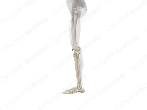 Bones of Free Part of Lower Limb (Left)