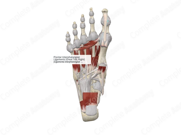 Plantar Interphalangeal Ligaments (Great Toe; Left)