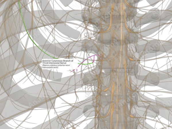Anterior Cutaneous Branch of Third Intercostal Nerve (Left)