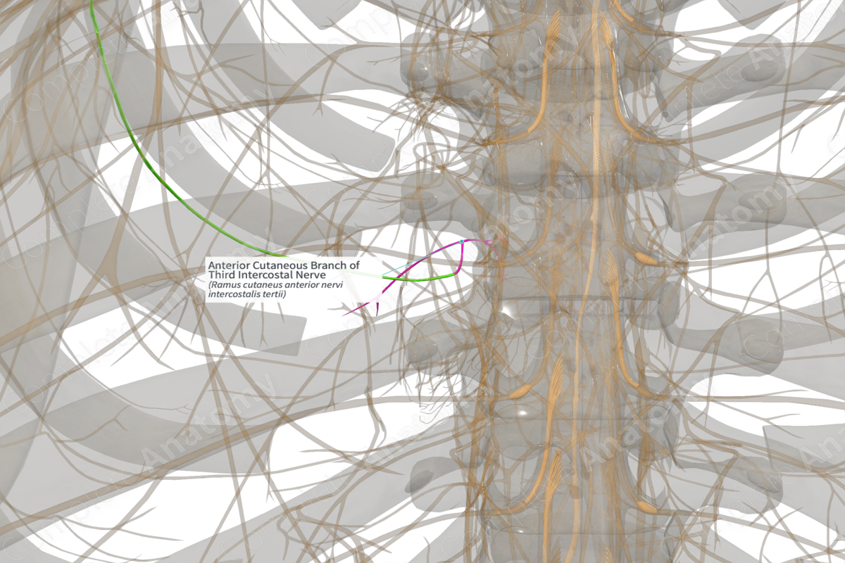 Anterior Cutaneous Branch of Third Intercostal Nerve (Left)