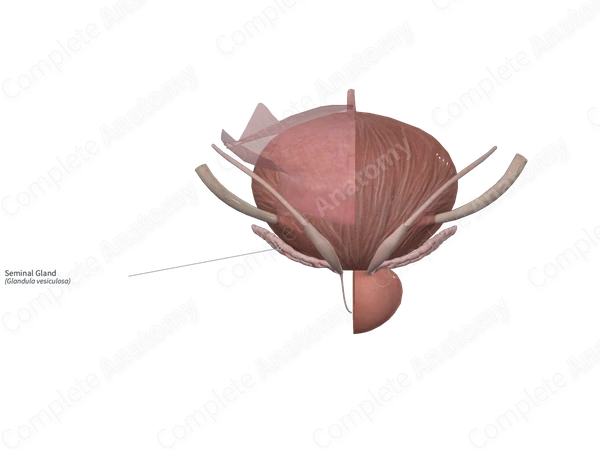Seminal Gland