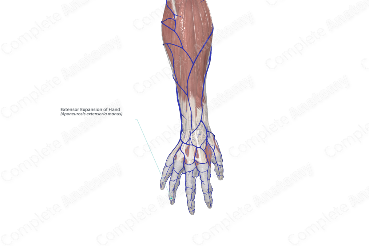 Extensor Expansion of Hand 