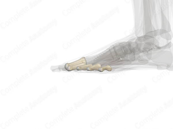 Proximal Phalanges of Foot (Left)