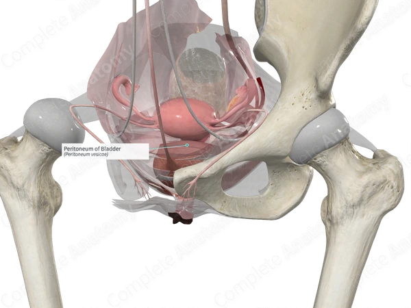 Peritoneum of Bladder