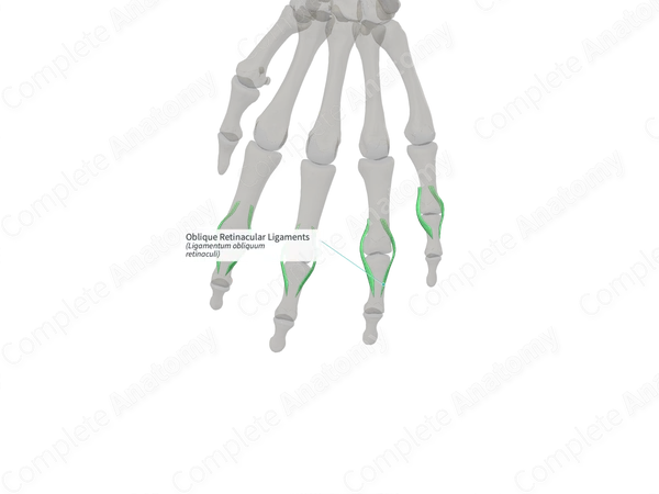 Oblique Retinacular Ligaments (Left)