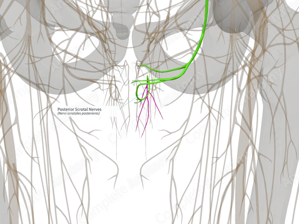 Posterior Scrotal Nerves (Right)