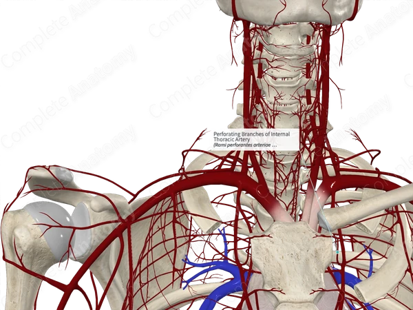 Perforating Branches of Internal Thoracic Artery
