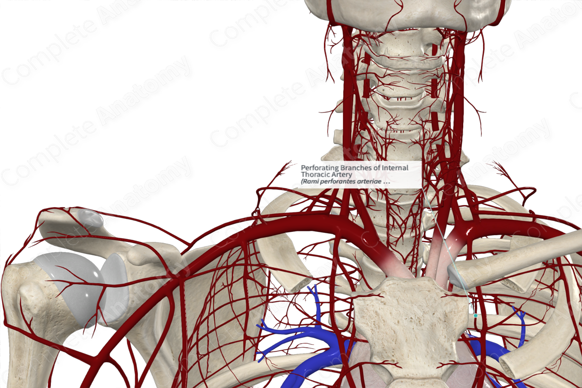 Perforating Branches of Internal Thoracic Artery 