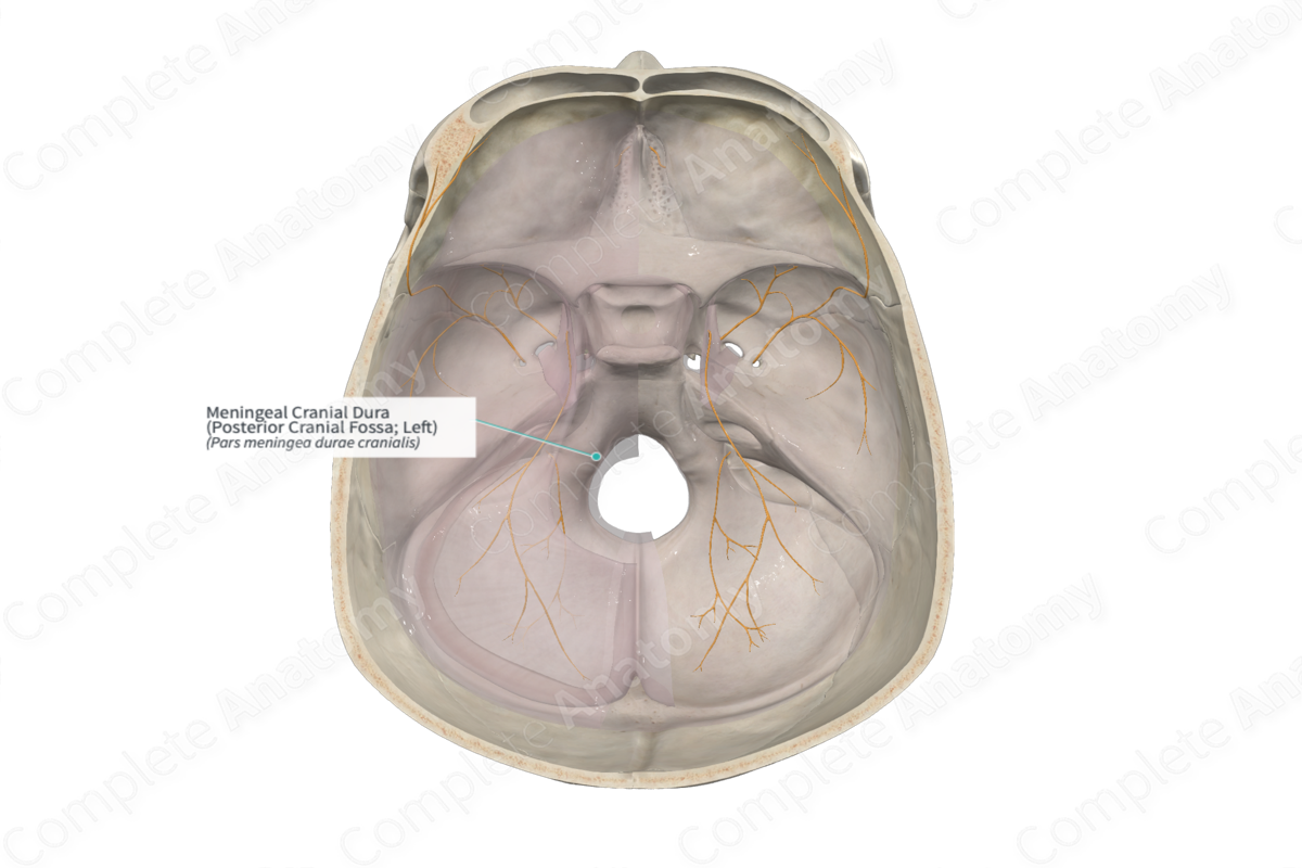 Meningeal Cranial Dura (Posterior Cranial Fossa; Left)