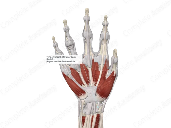 Tendon Sheath of Flexor Carpi Radialis 
