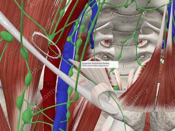 Superior Anorectal Nodes