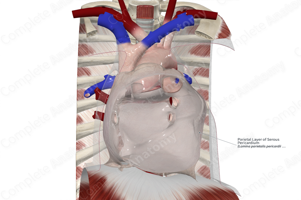 Parietal Layer of Serous Pericardium